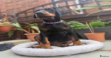 Dobermann dogs - Advert 9