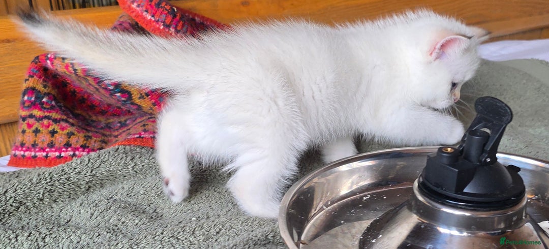 British Shorthair cats for sale: 1 TICA REG BSH GOLDEN COLOURPOINT POINT  - Image 14
