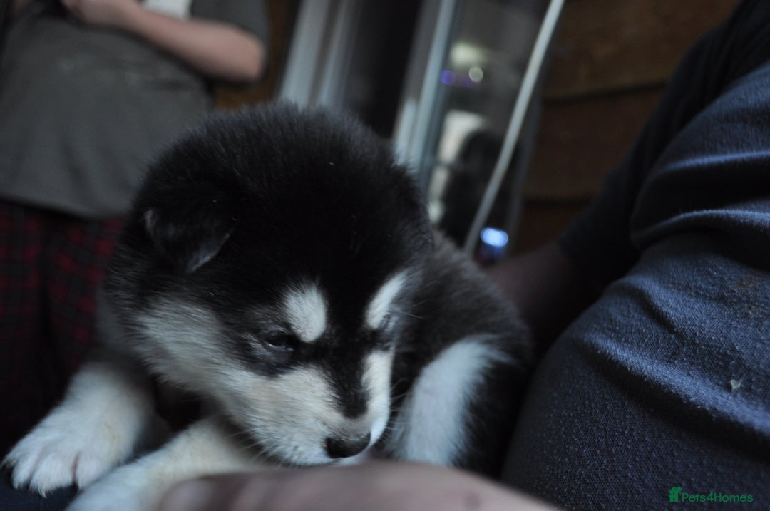 Alaskan Malamute dogs for sale: Alaskan Malamute Puppies - Advert 20