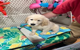 Golden Retriever dogs for sale: LAST 1 KC REG CHAMPIONSHIP BLOOD LINE CREAM  - Image 20