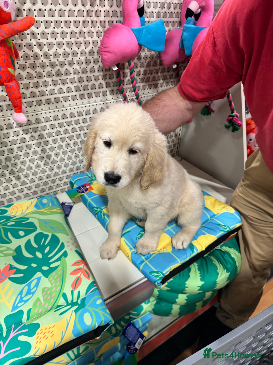 Golden Retriever dogs for sale: LAST 1 KC REG CHAMPIONSHIP BLOOD LINE CREAM  - Image 20
