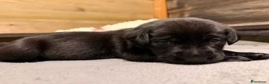 Labrador black  girl Tina