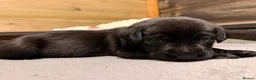 Labrador Retriever dogs for sale: Beautiful Chocolate & Black Labrador Puppies in Torquay - Advert 21