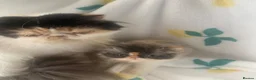 Persian cats for sale: Pure Persian Kitten - Advert 2