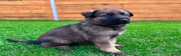 German Shepherd dogs for sale: KC Registered German Shepard Puppies 🐾🐾🐾 - Advert 10