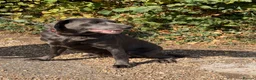 Labrador Retriever dogs for sale: Charcoal Labrador  - Advert 3