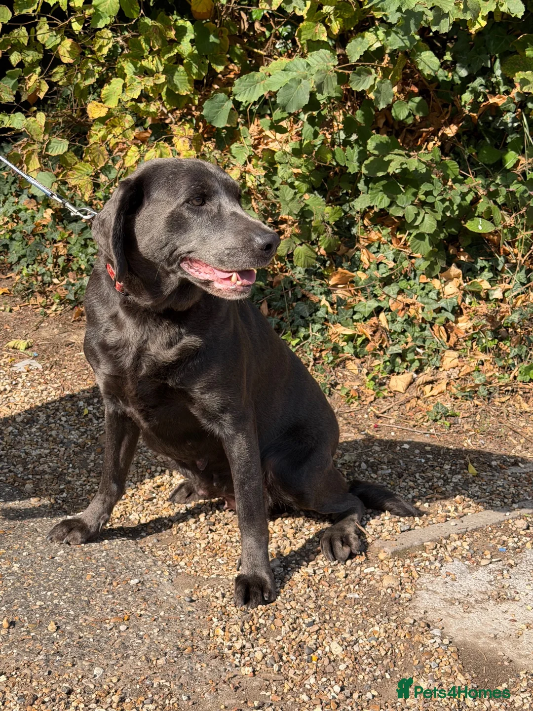 Labrador Retriever dogs for sale: Charcoal Labrador  - Advert 3