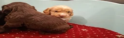 Cockapoo dogs for sale: Outstanding F1 cockapoo - Advert 12