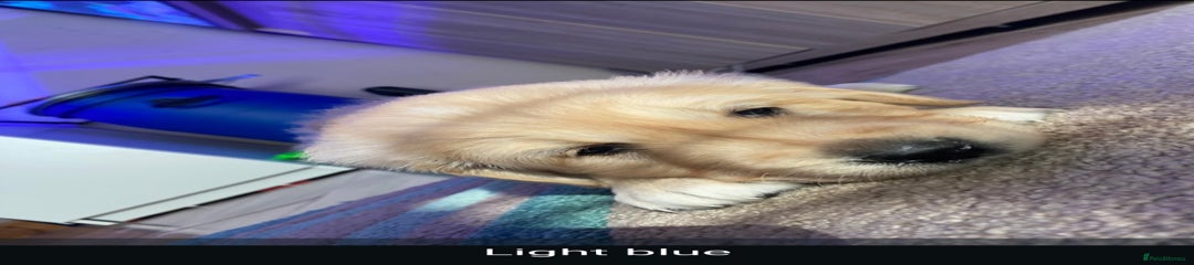 Light blue collar male