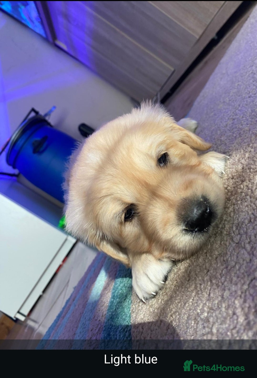 Golden Retriever dogs for sale: Gorgeous KC registered golden retriever puppys - Image 18
