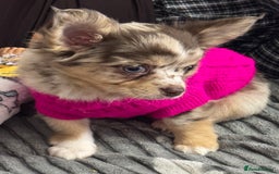 Chihuahua dogs for sale: READY TO GO.Chihuahua Long Choc Merle Girl BlueEye - Image 3