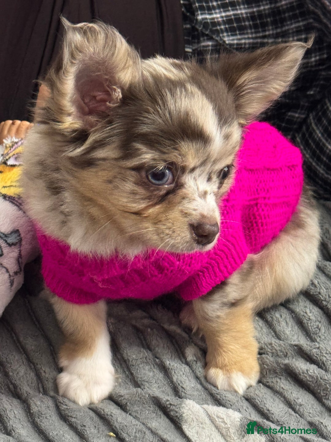 Chihuahua dogs for sale: READY TO GO.Chihuahua Long Choc Merle Girl BlueEye - Image 3