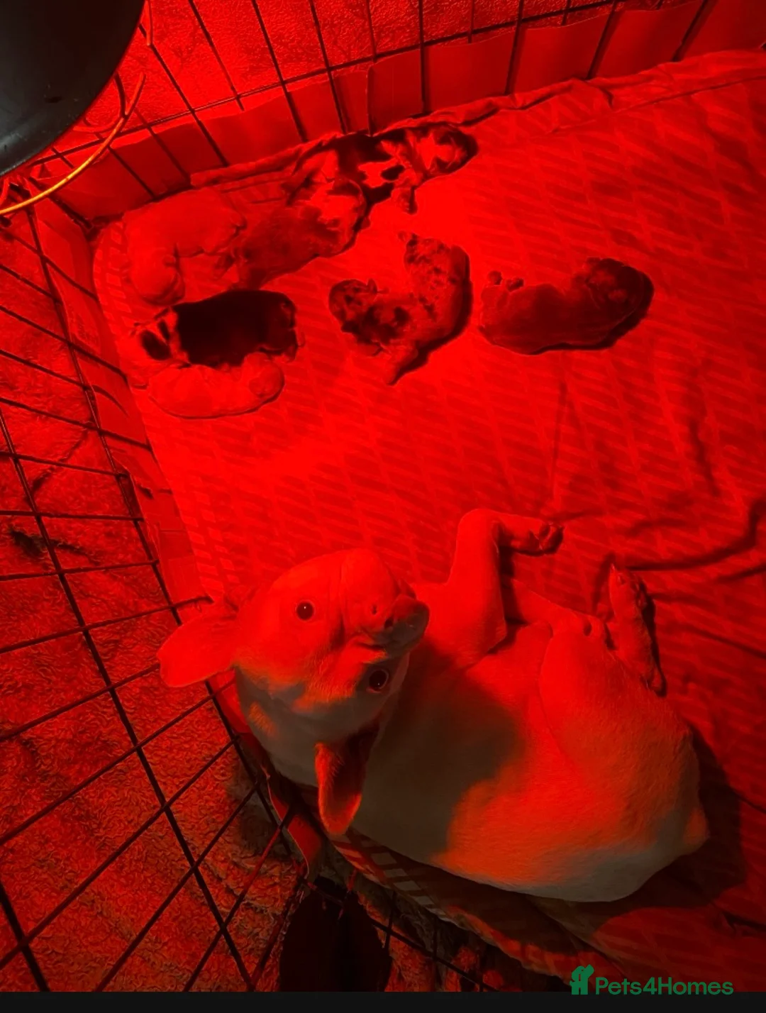 French Bulldog dogs for sale: French bulldog puppies - 3 boys/3 girls - Advert 13