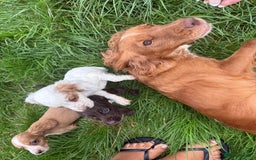 Cocker Spaniel dogs for sale: Worker cocker spaniel puppies for sale  - Image 2