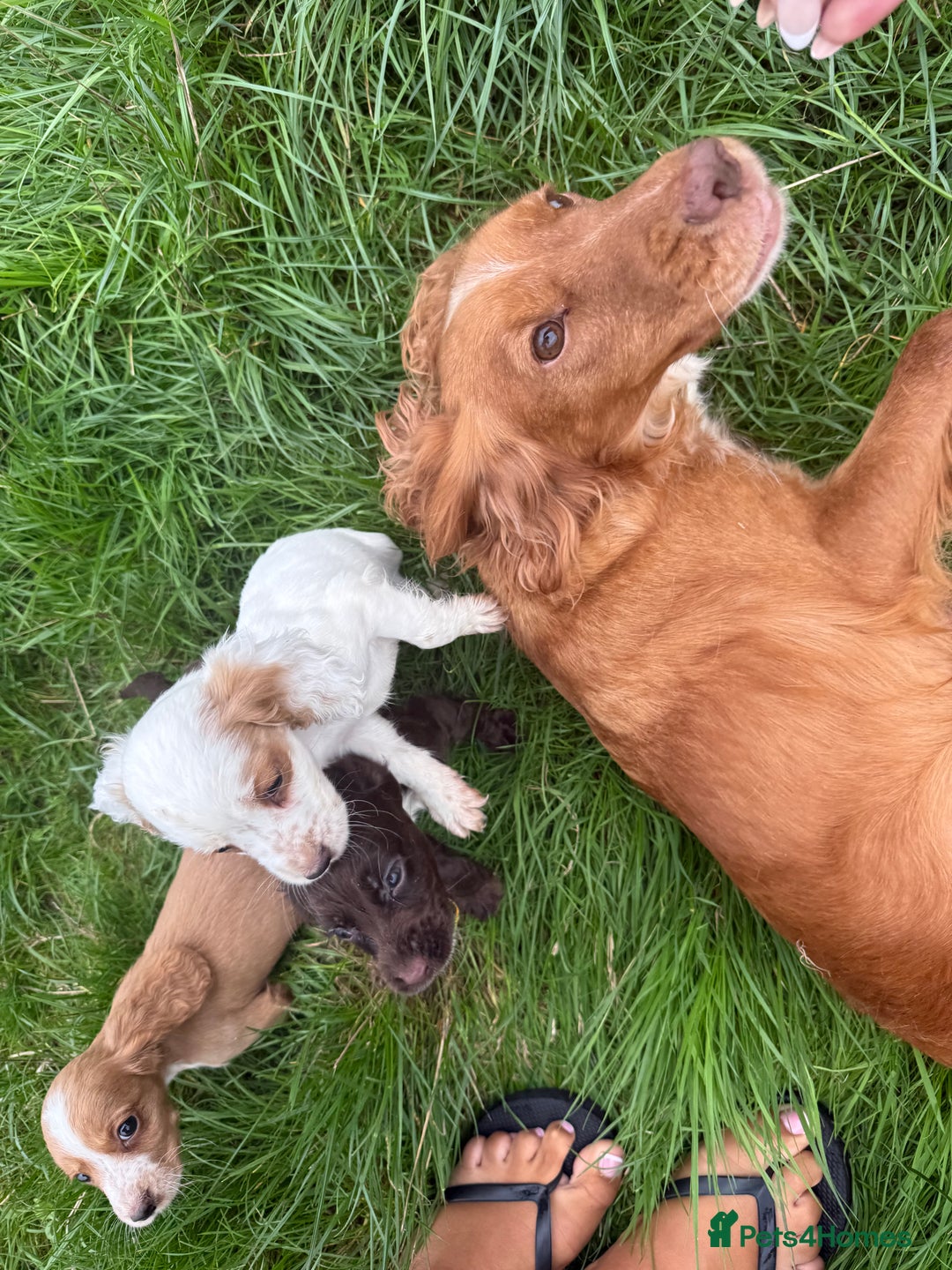 Cocker Spaniel dogs for sale: Worker cocker spaniel puppies for sale  - Image 2