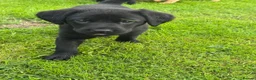 Labrador Retriever dogs for sale: Superb Working Labrador Puppies - Advert 14