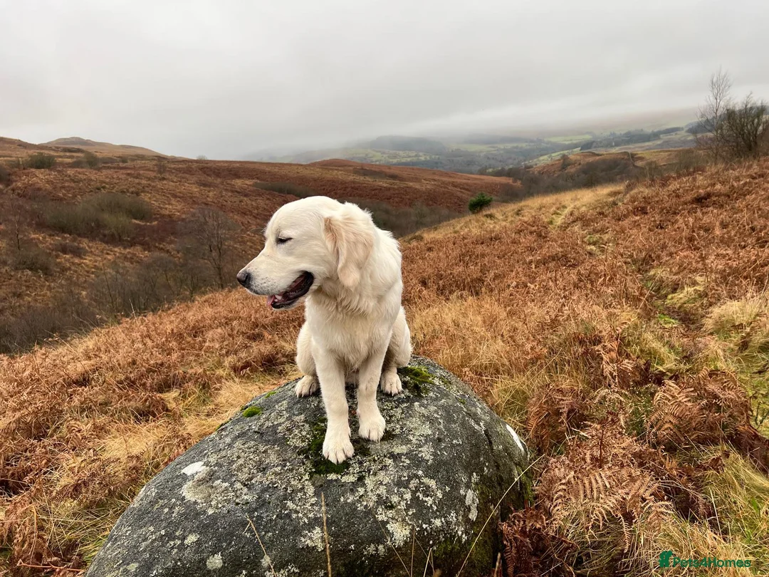 Golden Retriever dogs for sale: February Litter Announcement  - Advert 16