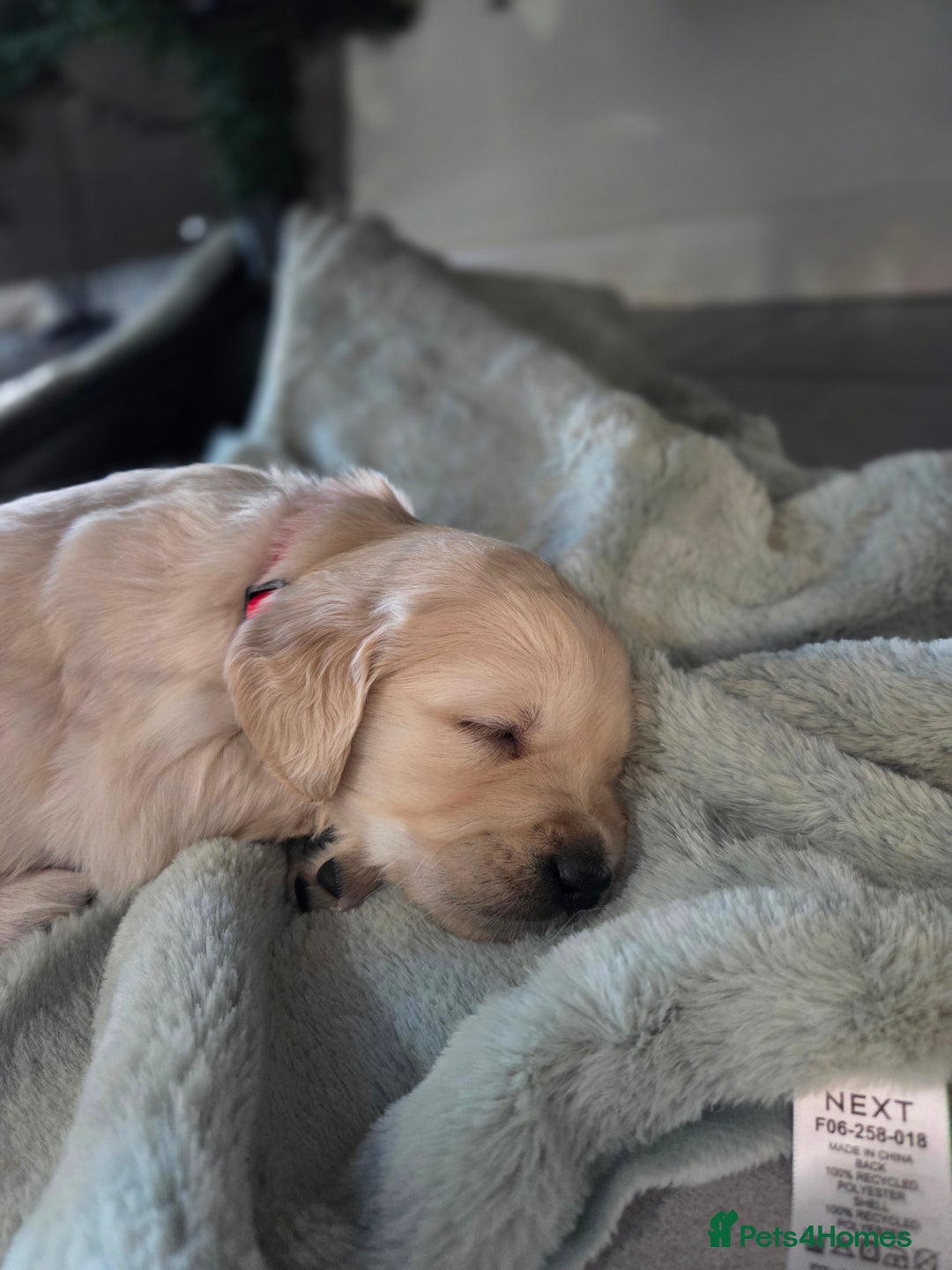 Golden Retriever dogs for sale: KC registered Beautiful Golden retriever puppies  - Advert 11