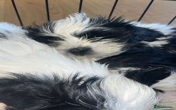 Shih Tzu dogs for sale: Shih Tzu Puppies - Image 28