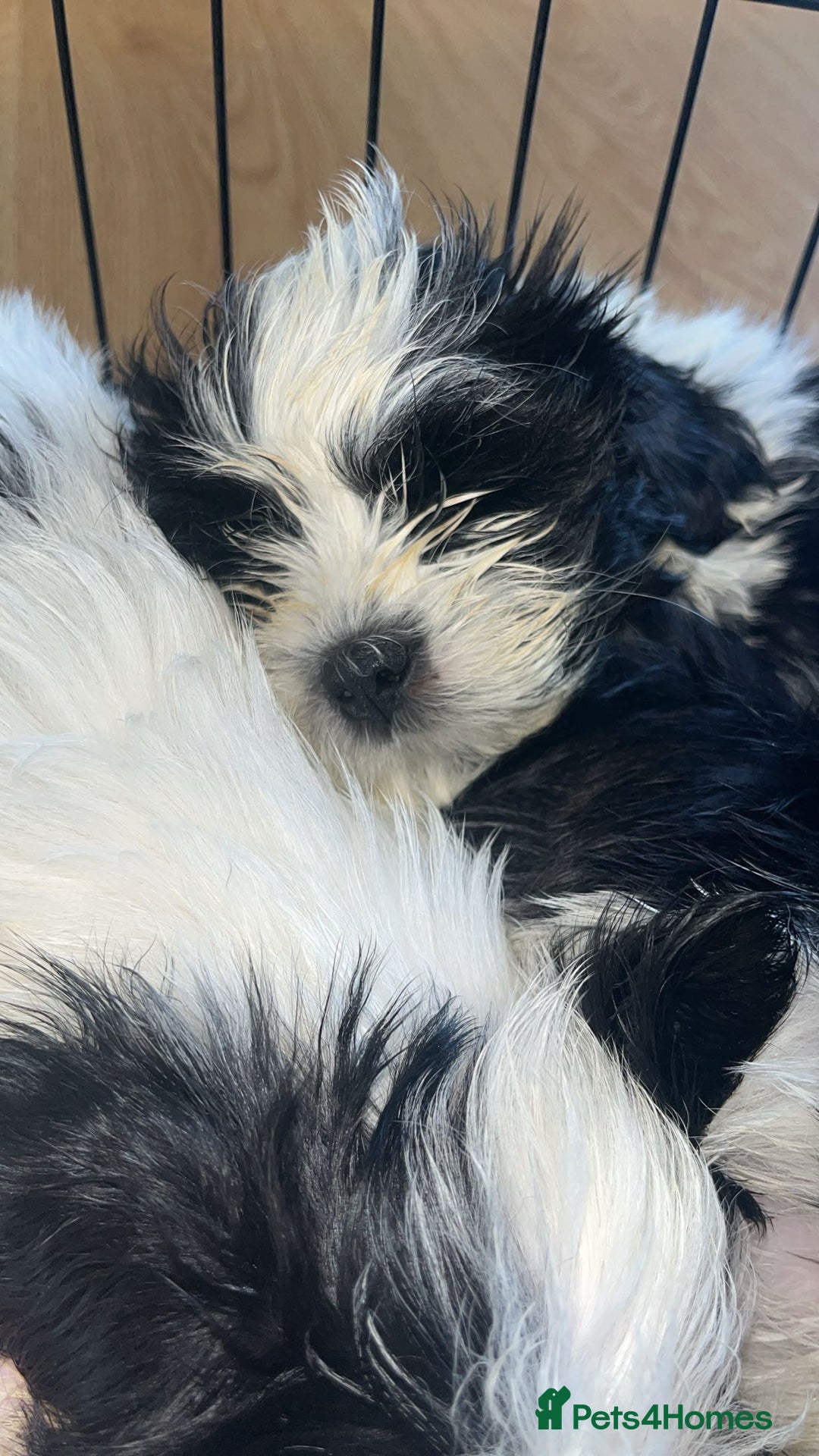 Shih Tzu dogs for sale: Shih Tzu Puppies - Image 28