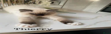 Thierry-REHOMED