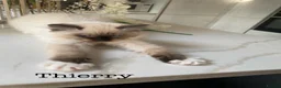 Ragdoll cats for sale: 3 LEFT!!! TICA REGISTERED RAGDOLL KITTENS  - Advert 27