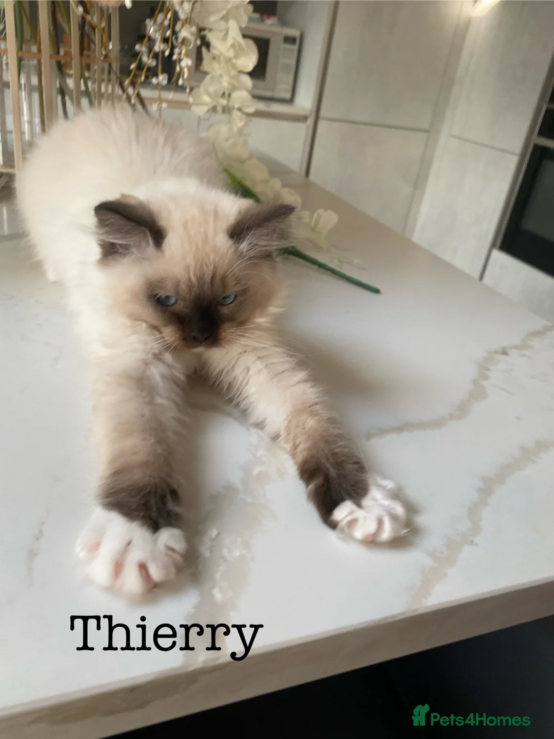 Ragdoll cats for sale: 2 Extra Chunky Boys Left! TICA REGISTERED RAGDOLLS - Advert 27