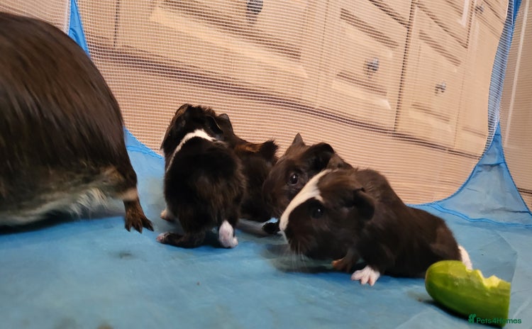 Guinea Pig rodents - Advert 2