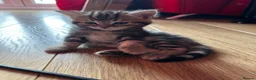 Mixed Breed cats for sale: Beautiful Tabby Kittens Looking for Loving Homes  in Dartford - Advert 20