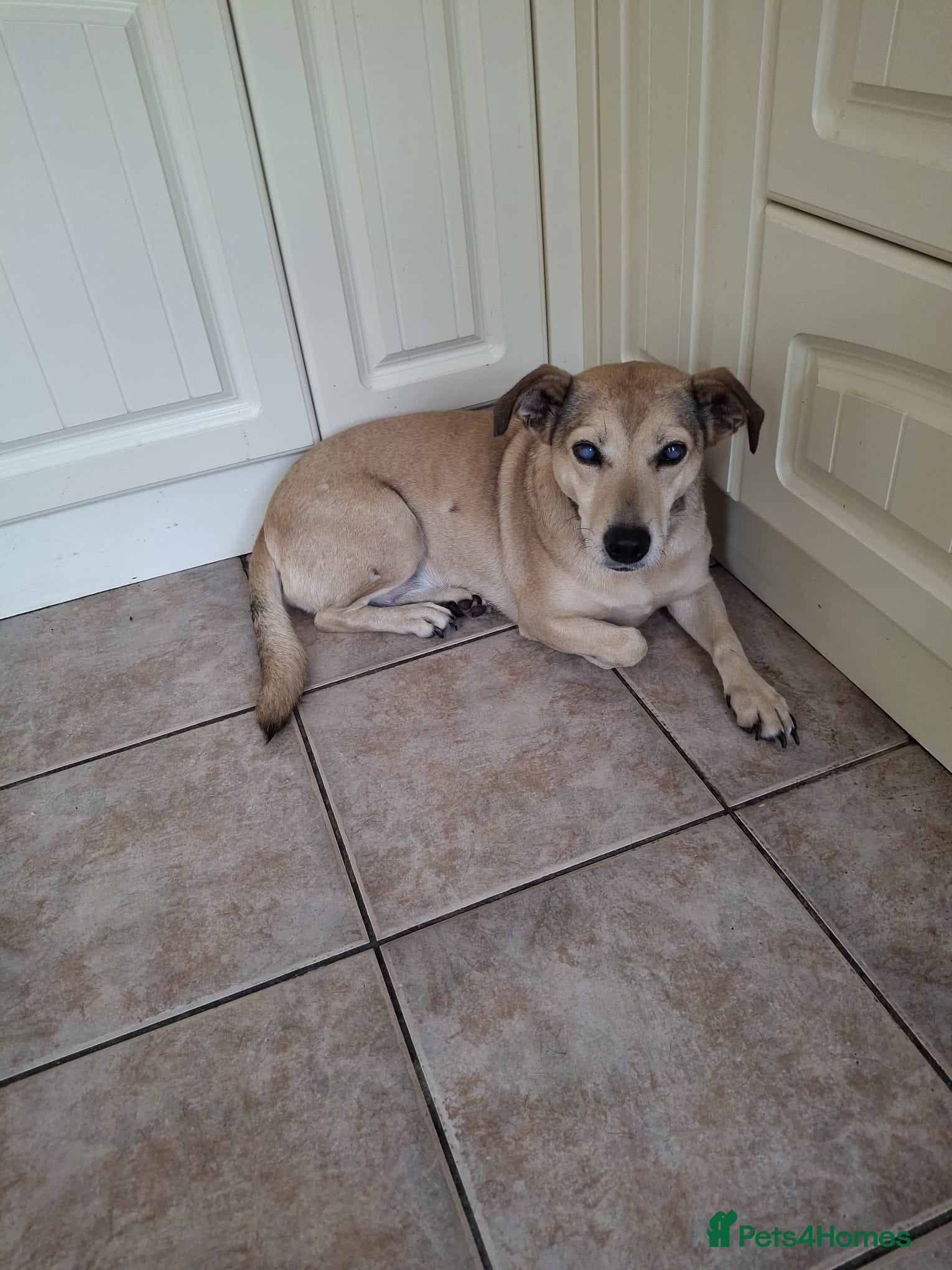 Mixed Breed dogs Sunny - Advert 2