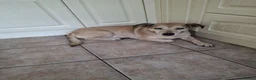 Mixed Breed dogs for adoption: Sunny - Advert 4