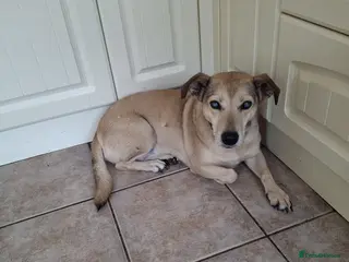 Mixed Breed dogs Sunny - Advert 2