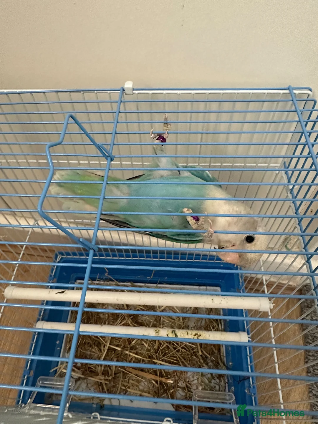 Lovebirds birds for sale: Male lovebird in Leigh - Advert 5
