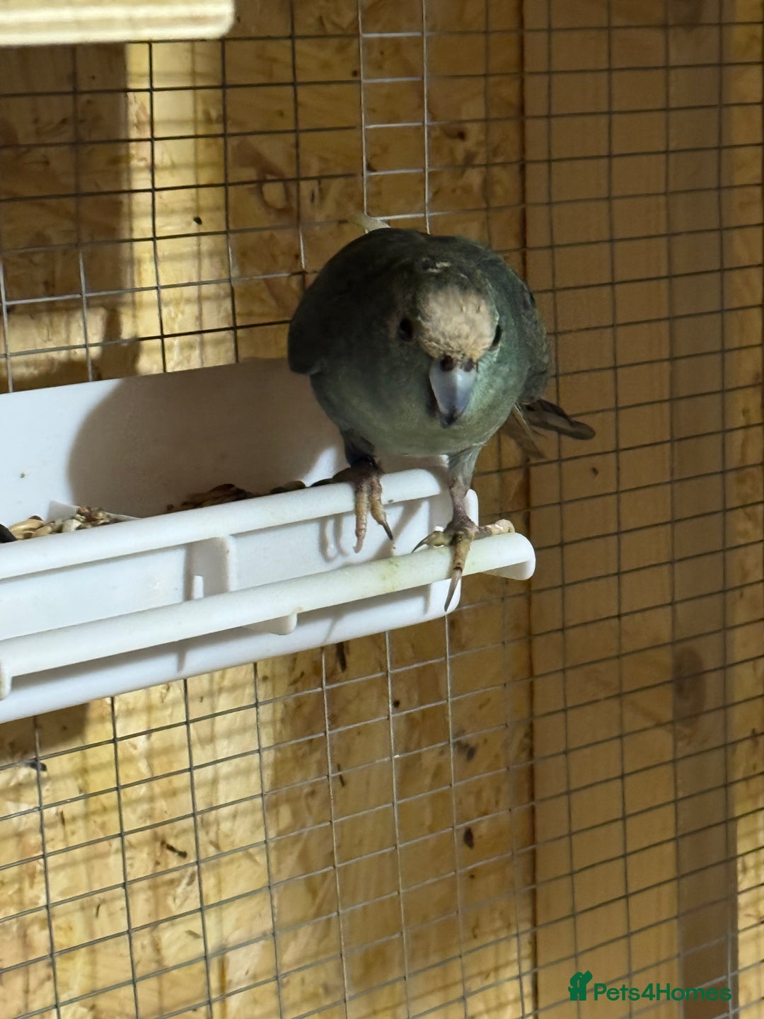 Parakeets birds for sale: Kakariki male dna tested  - Advert 4