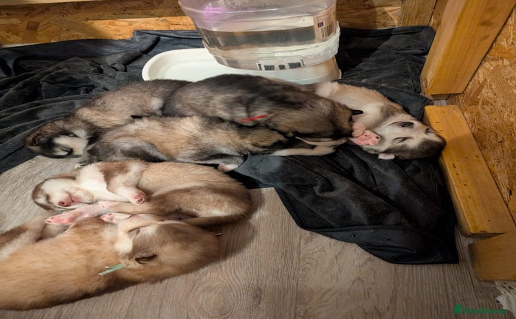 Alaskan Malamute dogs KC Alaskan malamute puppies champion lines - Advert 1