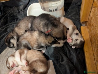 Alaskan Malamute dogs KC Alaskan malamute puppies champion lines - Advert 7