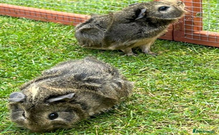 Guinea Pig rodents 2 female guinea pigs for sale  - Advert 1