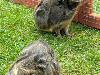 Guinea Pig rodents 2 female guinea pigs for sale - Advert 1