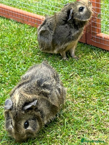 Guinea Pig rodents 2 female guinea pigs for sale - Advert 2