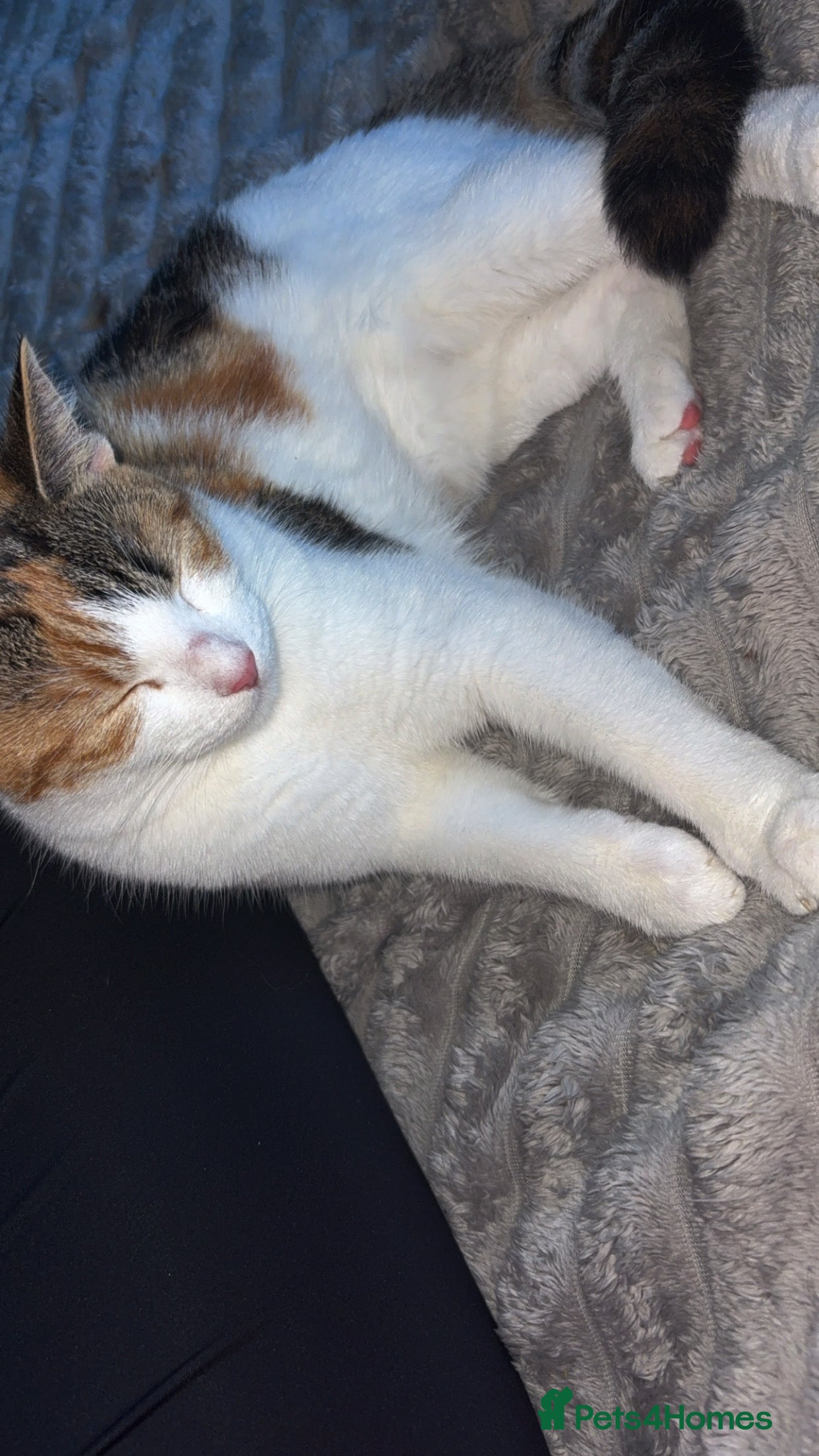 British Longhair cats for sale: Kitten available from 31st - Advert 1