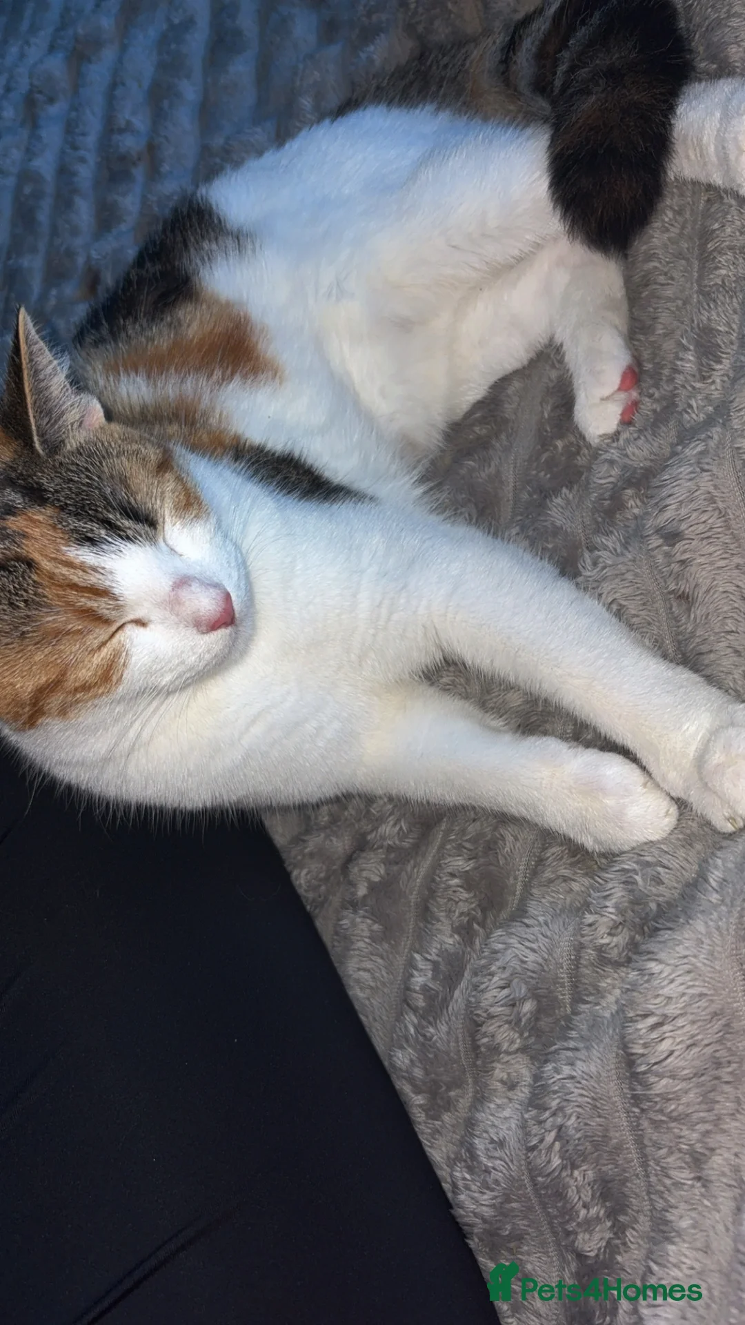 British Longhair cats for sale: Kitten available from 31st in Doncaster - Advert 1