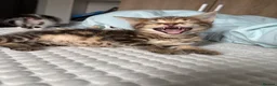 Maine Coon cats for sale: Mainecoon x bengal kittens - Advert 3