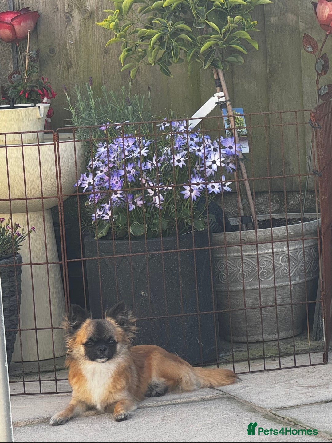 Chihuahua dogs for sale: KC Registered L/C Chihuahuas - Image 11