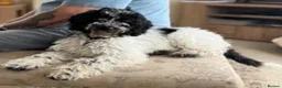 Bordoodle dogs for sale: F1b Bordoodle extensive genetic test clear - Advert 4