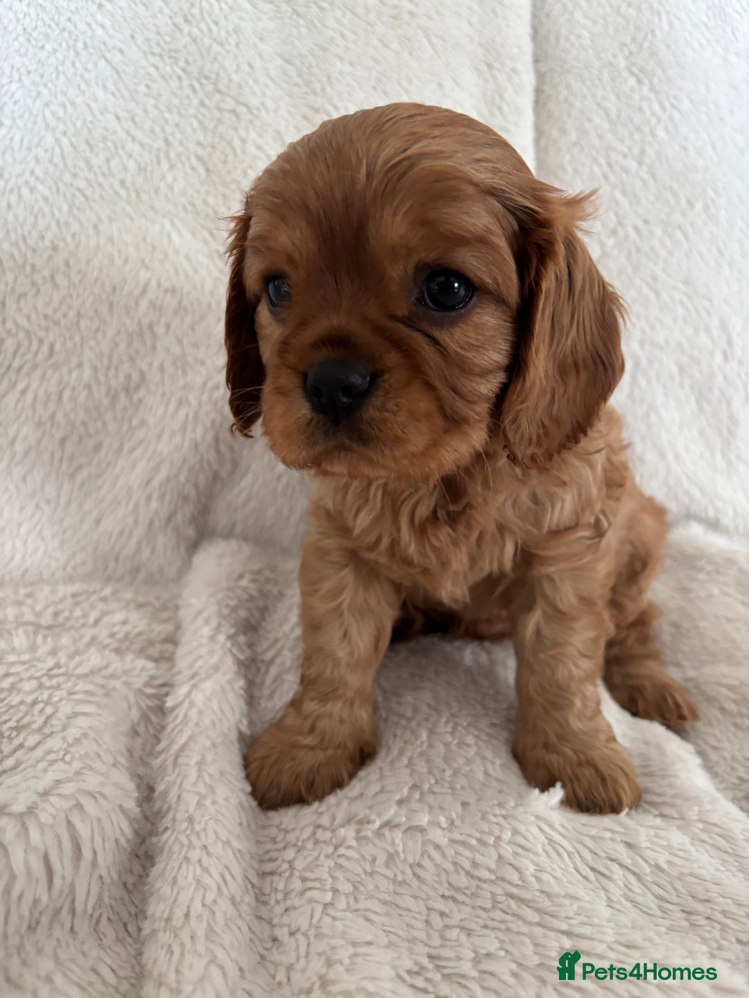 Cavalier King Charles Spaniel dogs for sale: KC Cavalier King Charles spaniel  - Image 10
