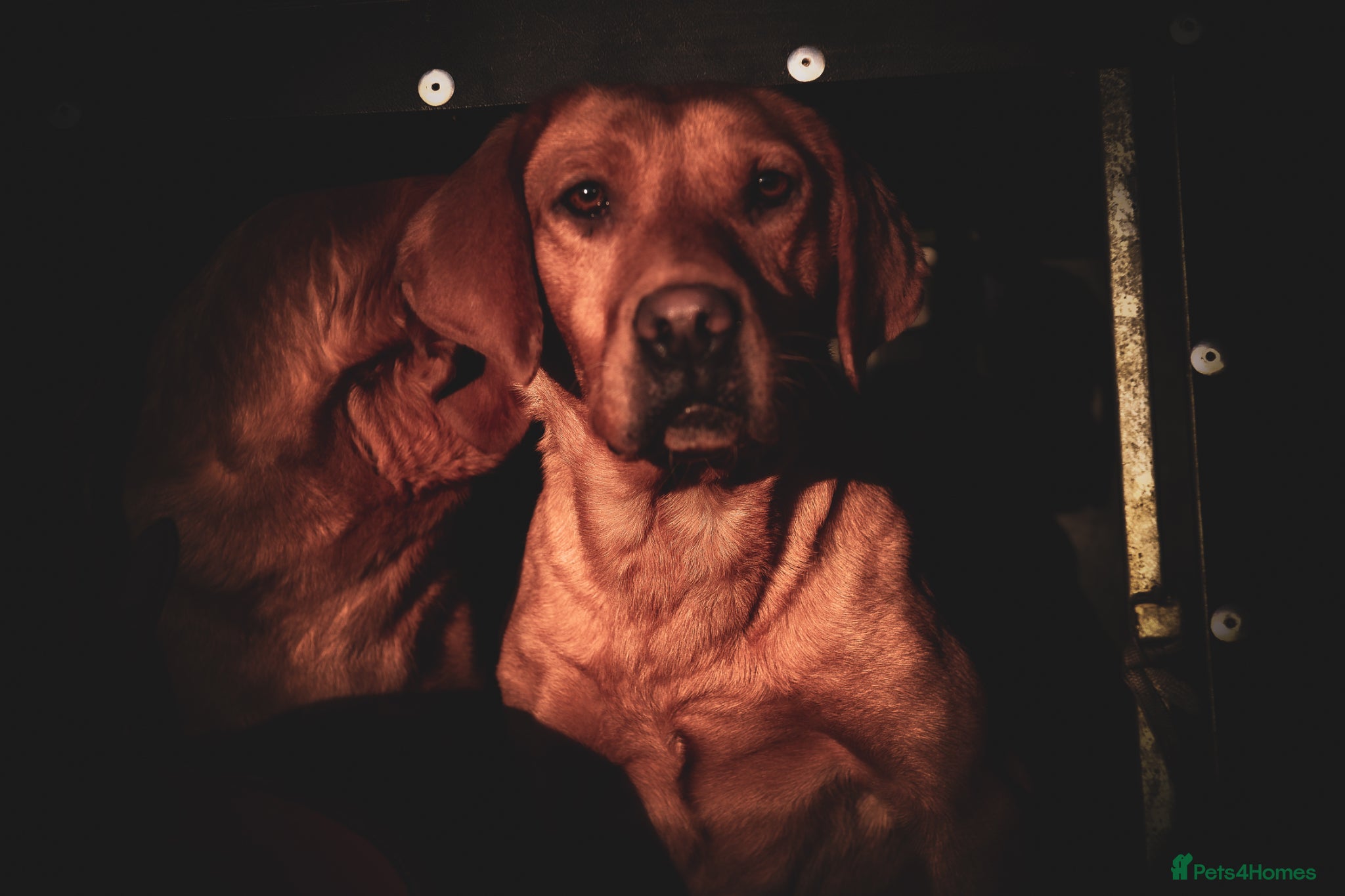 Labrador Retriever dogs Top Deep Red Quality Labrador JC Puppies KC Reg  - Advert 2