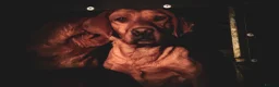 Labrador Retriever dogs for sale: Top Deep Red Quality Labrador Puppies KC Reg  - Advert 17