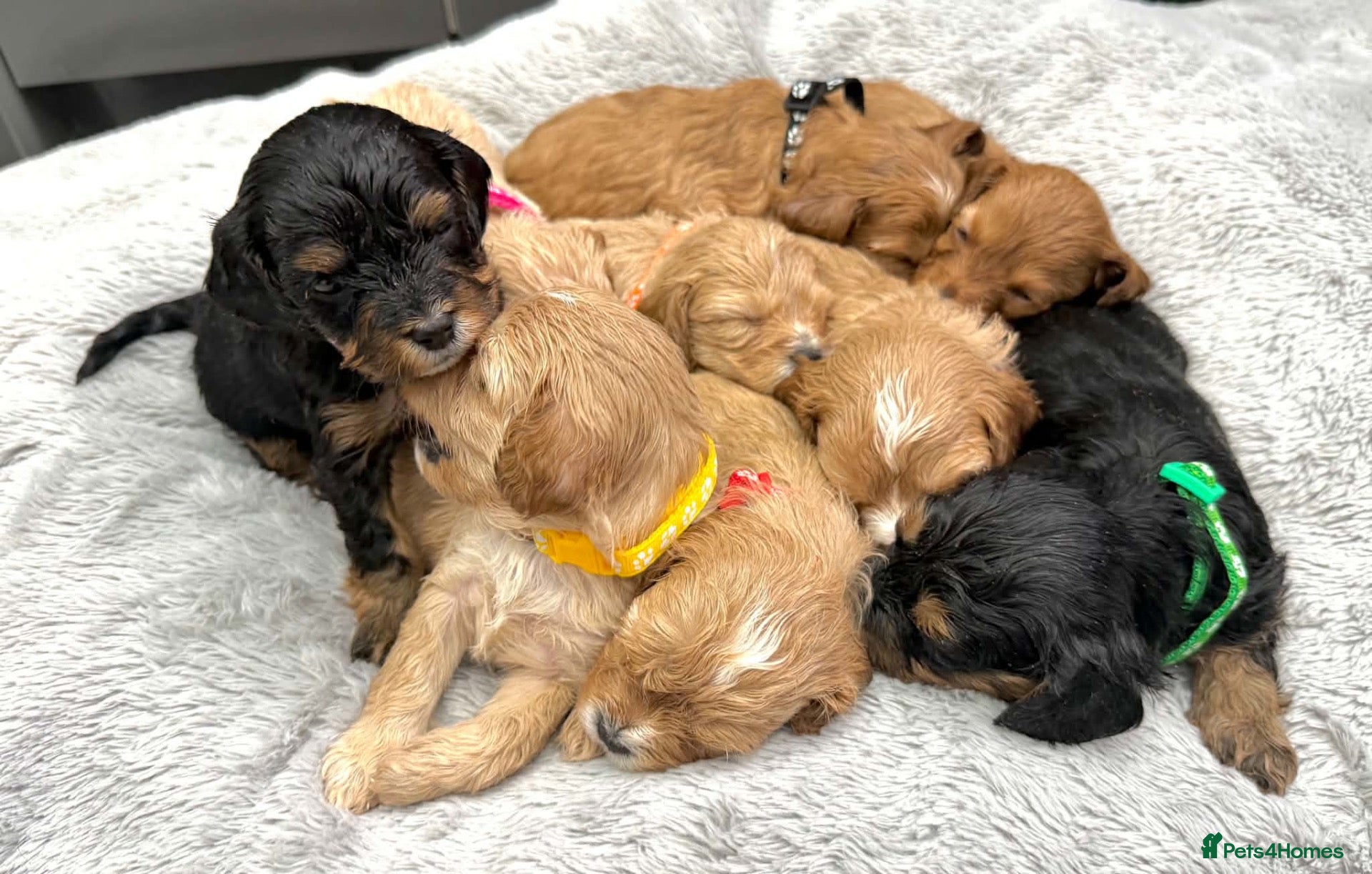 Cavapoo dogs 🧸⭐ F1 Health tested Cavapoos⭐🧸 - Advert 1