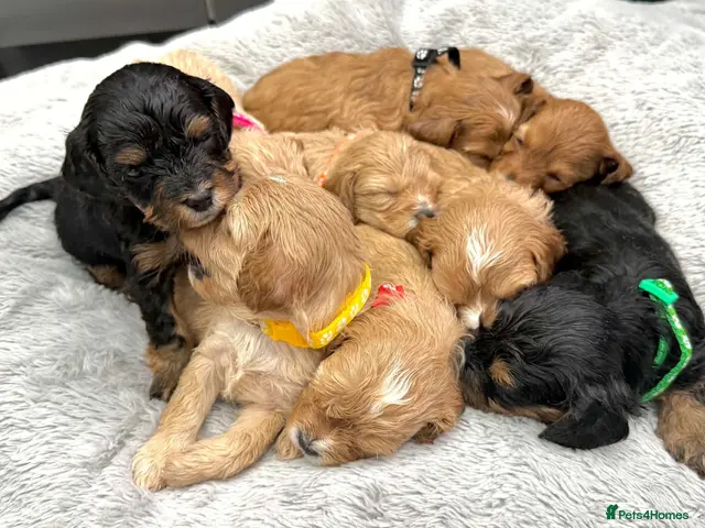 Cavapoo dogs for sale: 🧸⭐ F1 Health tested Cavapoos⭐🧸 - Advert 1