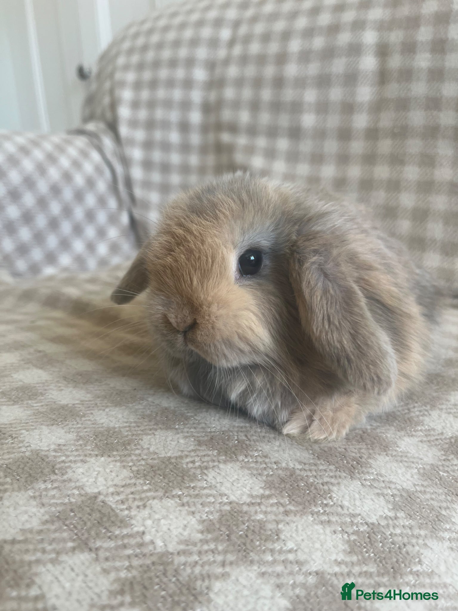 Mini Lop rabbits Gorgeous mini lops ready now  - Advert 17